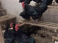 Brahma — foto 6