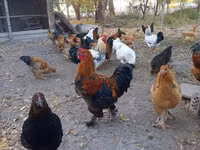 Chickens — photo 4