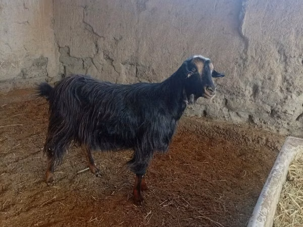 Dişi keçi, Keçilər