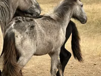 Pferde (Partie, Geschlecht nicht angegeben), Kazakh horse — Foto 5