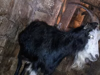 Keçi, Kamori goats — foto 2