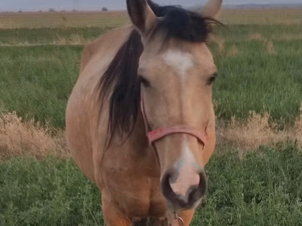 Mare, Horses