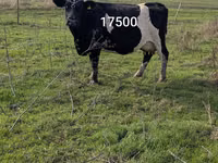 பசு, Russian Black pied cattle — புகைப்படம் 3