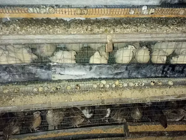 Quails