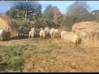 Owca, Vendee sheep — zdjęcie 1