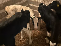 Touro, Russian Black pied cattle — foto 1