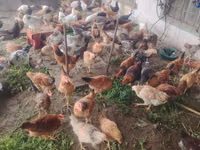 Chickens — foto 3