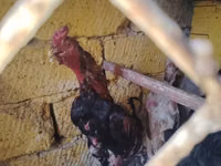Chickens — foto 2