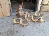 Ducks — foto 2