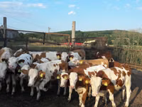 ثور, Simmental cattle — الصورة 2