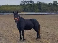 母马, Hungarian horse breed — 照片 1