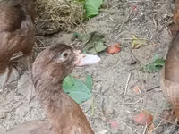 Ducks — 3-rasm