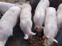 नर सूअर — फ़ोटो 4