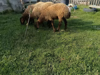Ovce, Ovce — foto 5