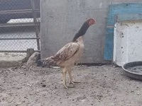 Chickens — foto 4