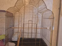 Qızılı rəngli böyük quş qəfəsi - Material: metal tor (qızılı rəng) — 照片 1