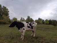 Krava, Simmental cattle — foto 1