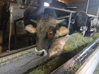 公牛, Cattle — 照片 1