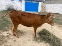 İnek, Sığır — foto 4