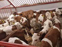 Býk, Simmental cattle — foto 1