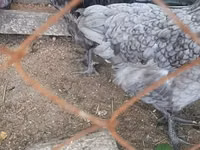 Chickens — foto 1
