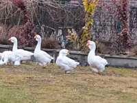 Geese — foto 6
