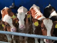 Toro, Simmental cattle — foto 2