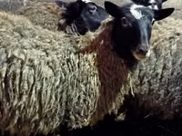 ცხვარი, Romanov sheep — ფოტო 7