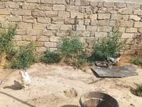 Chickens — الصورة 1
