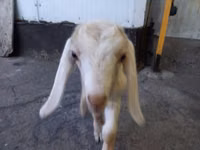 ஆண் வெள்ளாடு, Nubian Goat — புகைப்படம் 6