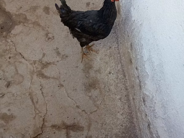 Chickens