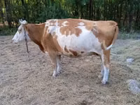 Сиыр, Simmental cattle — 3-сурет