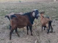 Kozioł, Nubian Goat — zdjęcie 1
