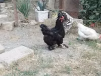 Brahma — foto 3