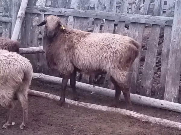 ஆண் ஆடு, Edilbay sheep