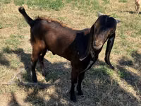 تيس, Beetal goats — الصورة 2