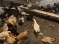 Chickens — photo 3