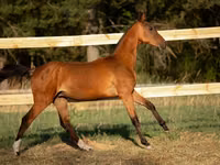 குதிரை, Akhal-Teke — புகைப்படம் 5