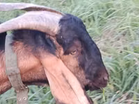 Boucs, Nubian Goat — photo 2