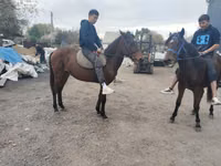 Aygır, Thoroughbred horse — foto 1