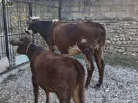 Kuh, Simmental cattle — Foto 5