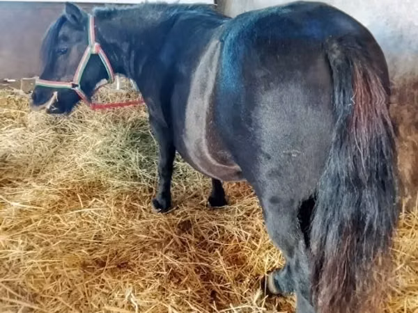 Kobyła, American shetland pony