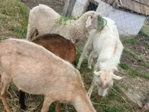 ვერძი, Merino sheep