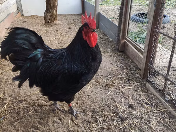 Australorp — Azerbaïdjan