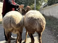 Koyun, Arashan sheep — foto 3