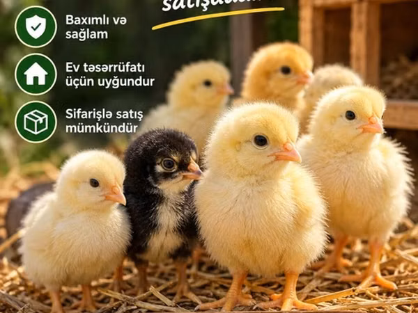 Chickens — أذربيجان