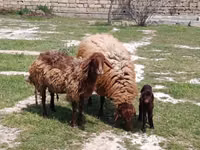 Qoç, Qoyunlar — foto 3