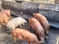 Boar, Pigs — photo 2