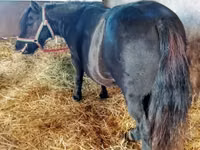 பெண் குதிரை, American shetland pony — புகைப்படம் 1