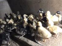 Ducks — photo 6
